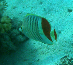 Chaetodon paucifasciatus