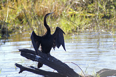 Anhinga rufa rufa