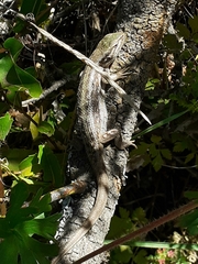Liolaemus chiliensis