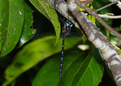 Austroaeschna eungella