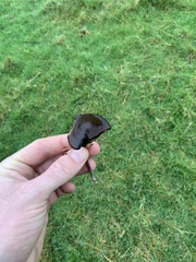 Panaeolus fimicola