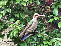 Cynanthus latirostris