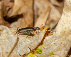 Lytta aenea