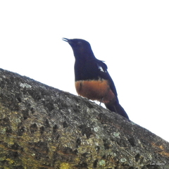 Thamnolaea cinnamomeiventris