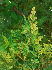 Austrocedrus chilensis
