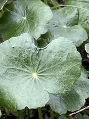 Hydrocotyle bonariensis