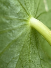 Hydrocotyle bonariensis