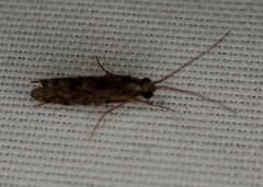 Polycentropodidae