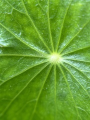 Hydrocotyle bonariensis