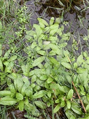 Myosotis secunda
