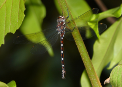 Austroaeschna eungella