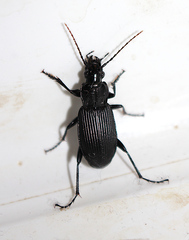 Pterostichus niger