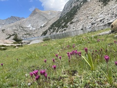Castilleja lemmonii