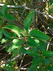 Aristotelia chilensis