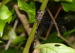 Austroaeschna eungella