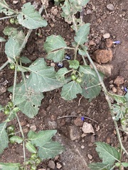 Solanum nigrescens