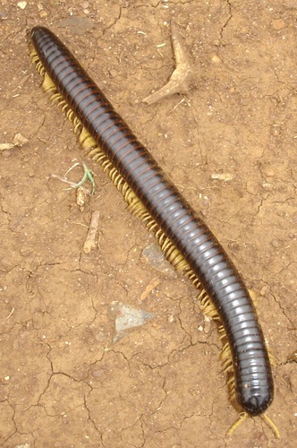 Doratogonus castaneus
