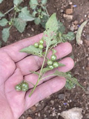 Solanum nigrescens