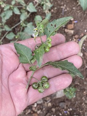 Solanum nigrescens