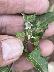 Solanum nigrescens