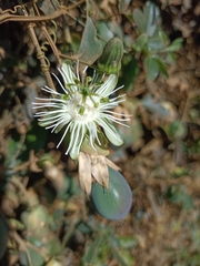 Passiflora misera