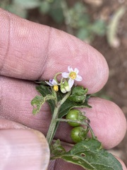 Solanum nigrescens