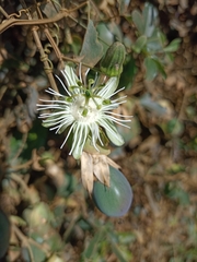 Passiflora misera