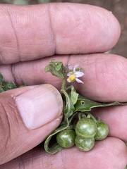 Solanum nigrescens