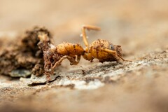 Camponotus sansabeanus