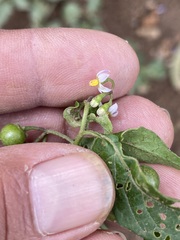 Solanum nigrescens
