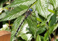 Austroaeschna christine