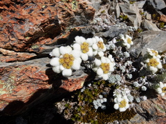 Leucogenes grandiceps