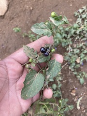 Solanum nigrescens