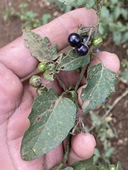 Solanum nigrescens