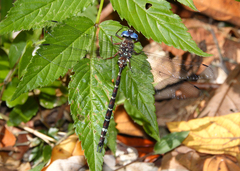 Austroaeschna christine