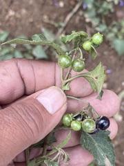 Solanum nigrescens