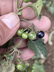 Solanum nigrescens