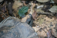 Chelonoidis denticulatus