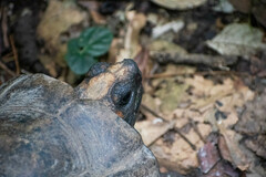 Chelonoidis denticulatus