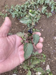 Solanum nigrescens