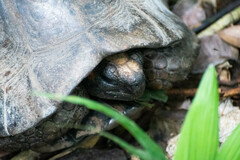 Chelonoidis denticulatus