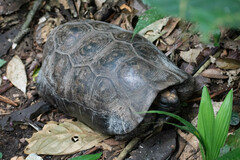 Chelonoidis denticulatus
