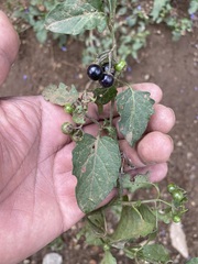 Solanum nigrescens