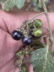 Solanum nigrescens