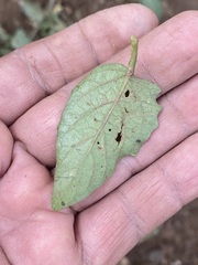Solanum nigrescens