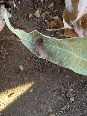 Pseudopolydesmus pinetorum