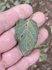 Solanum nigrescens