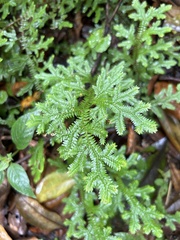 Selaginella delicatula