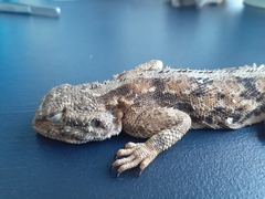 Agama aculeata aculeata