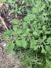 Physalis nicandroides